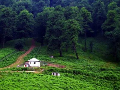 بیش از نیمی از جنگلهای ایران نیازمند توسعه و غنی سازی