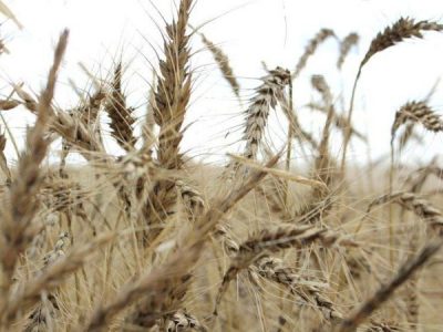 به لطف بارندگی شدید صادرات کشاورزی استرالیا رکورد میگذارد