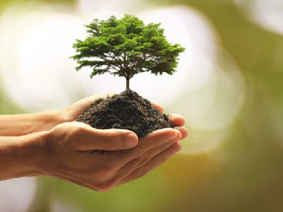 رکورد جهانی کاشت همزمان ۱۰۰ هزار درخت توسط ایران شکسته شد