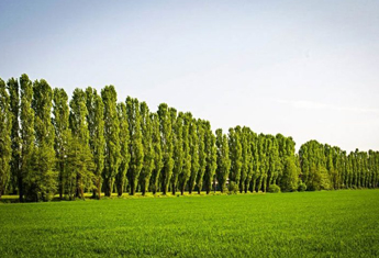 گردهمایی متخصصان برای طرح کاشت یک میلیارد درخت