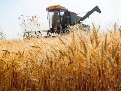 یک پنجم صادرات گندم جهان با وجود تحریم دست روس‌ها است
