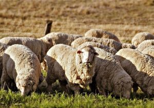 دام زنده ارزان شد، قیمت گوشت نه