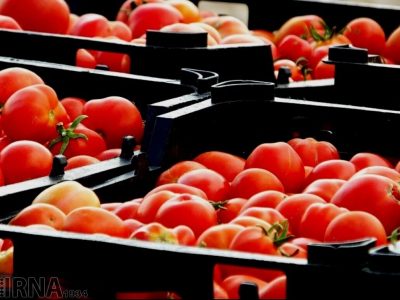 یارانه خرید توافقی محصولات کشاورزی به سازمان مرکزی تعاون روستایی اختصاص یافت