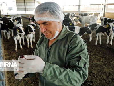 تولید ۹۵ درصد واکسن‌های دامی در کشور