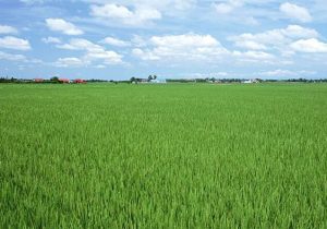 امسال حدود ۱۲ میلیون تُن گندم در کشور تولید میشود