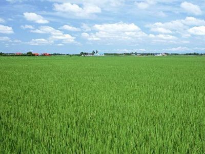 امسال حدود ۱۲ میلیون تُن گندم در کشور تولید میشود