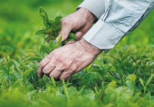 رئیس سازمان چای کشور از آغاز برداشت برگ سبز چای خبر داد