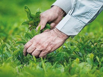 رئیس سازمان چای کشور از آغاز برداشت برگ سبز چای خبر داد