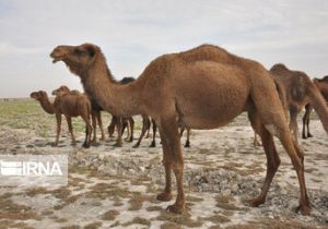 سیستان و بلوچستان دارای بیشاز سه میلیون جمعیت دامی است