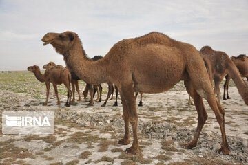 سیستان و بلوچستان دارای بیشاز سه میلیون جمعیت دامی است