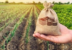 آمادگی صندوق بیمه کشاورزی برای حمایت از اجرای الگوی کشت محصولات باغی