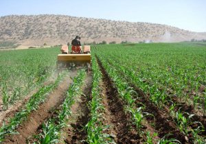 اجرای پروژه مشترک ایران و فائو در راستای تولید پایدار