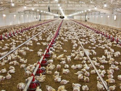 ابزارهای دولت برای کاهش قیمت مرغ چیست‌