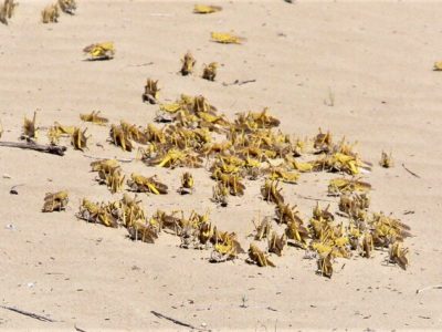 هشدار آفت ملخ های صحرایی