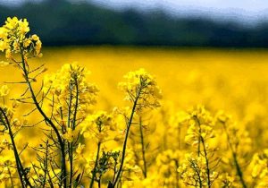 نجات مازندران از خشکی با کشت دانه‌های روغنی