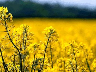 نجات مازندران از خشکی با کشت دانه‌های روغنی