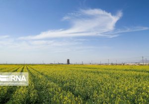 برآورد تولید کلزا در کردستان پنج هزار تن است