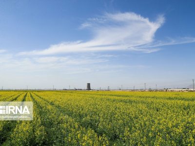 برآورد تولید کلزا در کردستان پنج هزار تن است