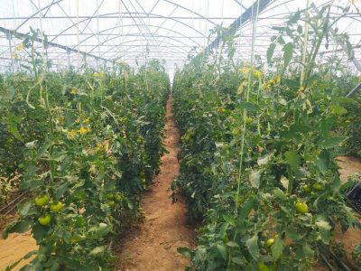 دانشبنیان کردن بخش باغبانی کشور، عامل تحقق رشد تولید