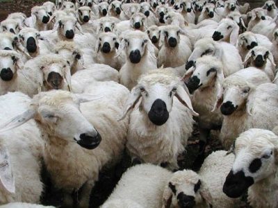 لغو ممنوعیت ورود دام از استان های غربی امری ضروری است