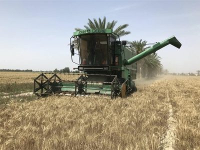 قیمت گندم غیرکارشناسی است