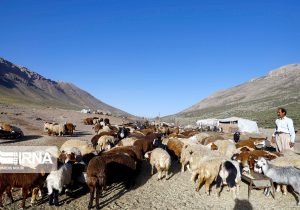 طرح زنجیره تولید گوشت قرمز بر پایه پرواربندی عشایر