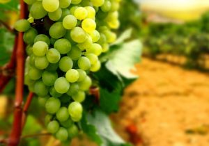 رشد ۱۱ درصدی ارزش دلاری صادرات انگور