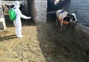 دامداریهای قرچک علیه بیماری تب کریمه کنگو گندزدایی شد