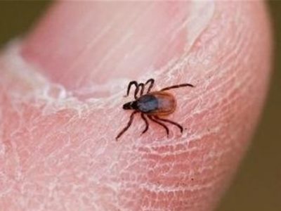 مردم از کشتار دام در محل‌های غیرمجاز خودداری کنند