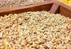 برداشت جو آغاز شد