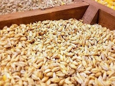 برداشت جو آغاز شد