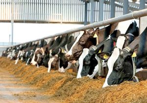 رتبه‌بندی کارخانجات خوراک دام در سال جاری