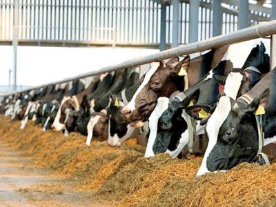 رتبه‌بندی کارخانجات خوراک دام در سال جاری