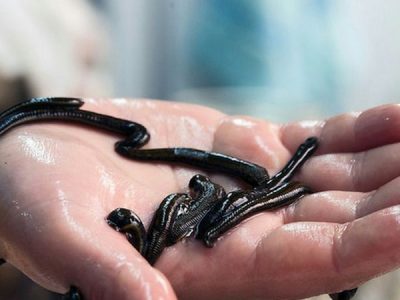 سازمان شیلات بهدنبال تدوین دستورالعمل صادرات زالو