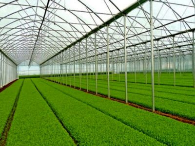 انتقال تولید سبزی و صیفی به فضای گلخانه