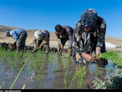 فوت دومین جوان کشاورز در مازندران بر اثر بیماری “تب شالیزار”