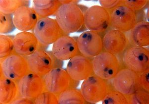 ۶۱ درصد نیاز تخم‌چشم زده ماهی در داخل تامین می شود