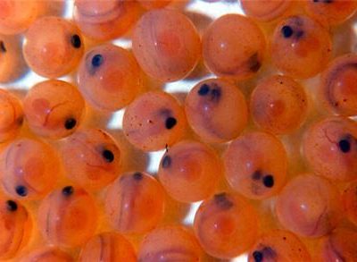 ۶۱ درصد نیاز تخم‌چشم زده ماهی در داخل تامین می شود