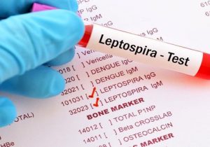 تب شالیزار، میهمان ناخوانده شمال