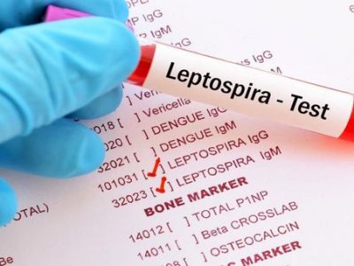 تب شالیزار، میهمان ناخوانده شمال