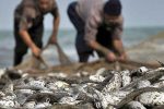 برآورد اولیه میزان صید ۶۸۱۴ تن ماهی استخوانی در دریای خزر/ صید ماهی سفید ۵ درصد رشد داشته است