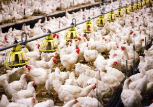 بستک هرمزگان منطقه آزمایشی تولید پروتئین سفید کشور می‌شود