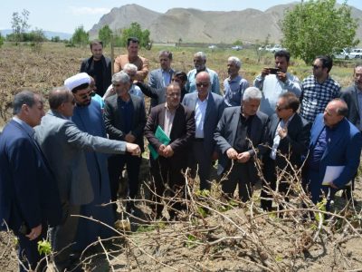 مشکل کمبودنقدینگی بیمه محصولات کشاورزی در قانون بودجه ۱۴۰۲ رفع شد