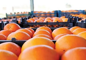 تولید محصولات باغی ١٢ میلیون تن برآورد شد