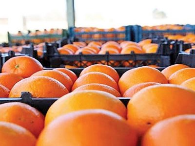 تولید محصولات باغی ١٢ میلیون تن برآورد شد