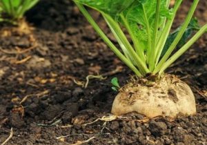 سه رقم جدید چغندرمقاوم به ریزومانیا معرفی و به زودی وارد بازار می شود