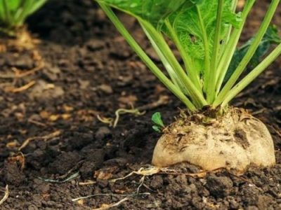 سه رقم جدید چغندرمقاوم به ریزومانیا معرفی و به زودی وارد بازار می شود