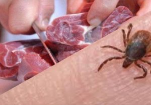 مردم توصیه های بهداشتی در ارتباط با تب کریمه کنگو را جدی بگیرند