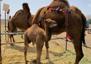 ایران؛ کشور پیشرو در تحقیقات شتر