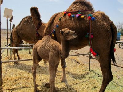 ایران؛ کشور پیشرو در تحقیقات شتر